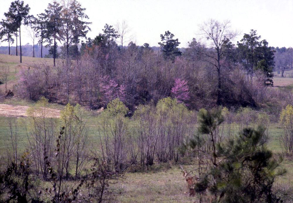 photo of mission hill in early spring