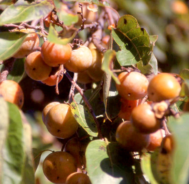 photo of ripe American persimmons