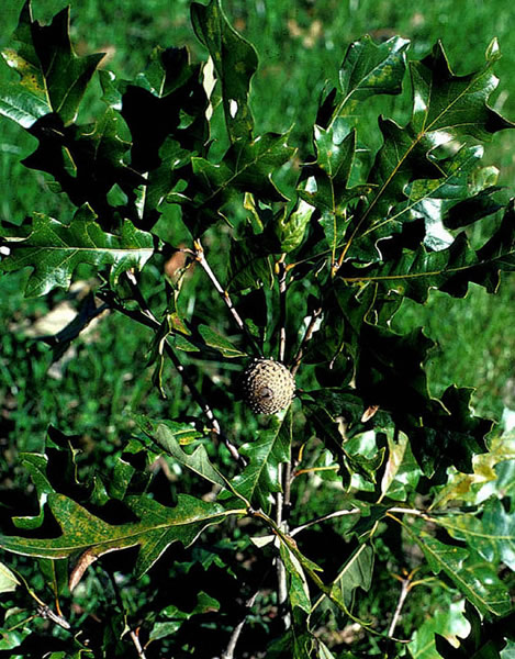 photo of an acorn