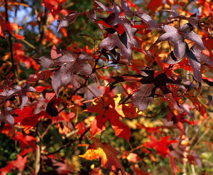 photo of sweetgum