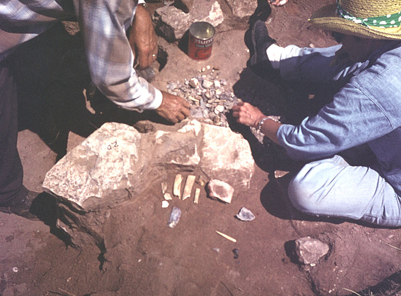 Cleaning a concentration of flakes and bone fragments.