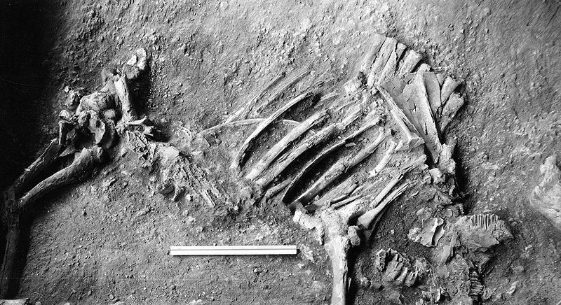 This almost complete skeleton of a yearling bison calf was found in the lower part of Bone Bed 3. Apparently it was buried beneath other fallen bison carcasses and was never butchered. Photo by Dave Dibble. 