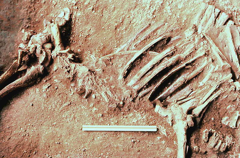 Intact bison calf skeleton found near bottom of Bone Bed 3. Photo by Dave Dibble.