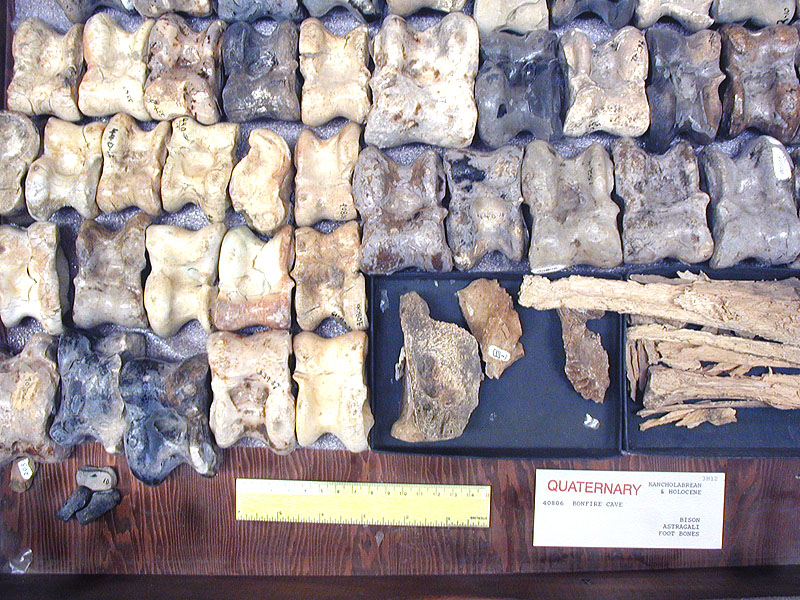 Bison foot bones from Bonfire Shelter. Photo by Steve Black.