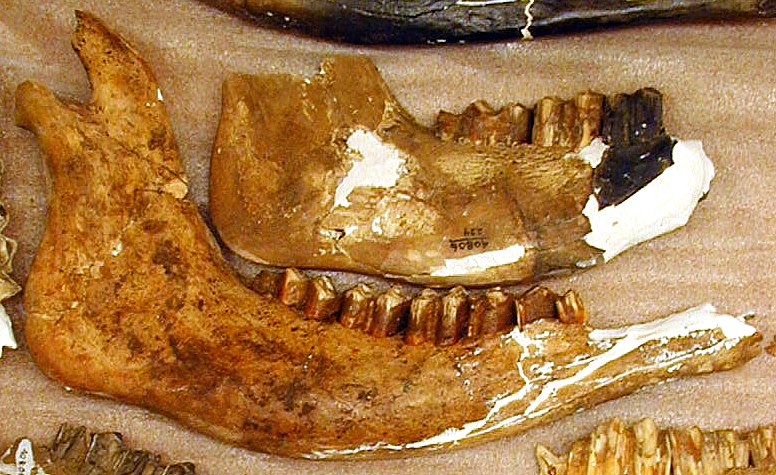 Bison jaws (mandibles) from Bonfire, similar to the one found by Mike Collins. Photo by Steve Black.