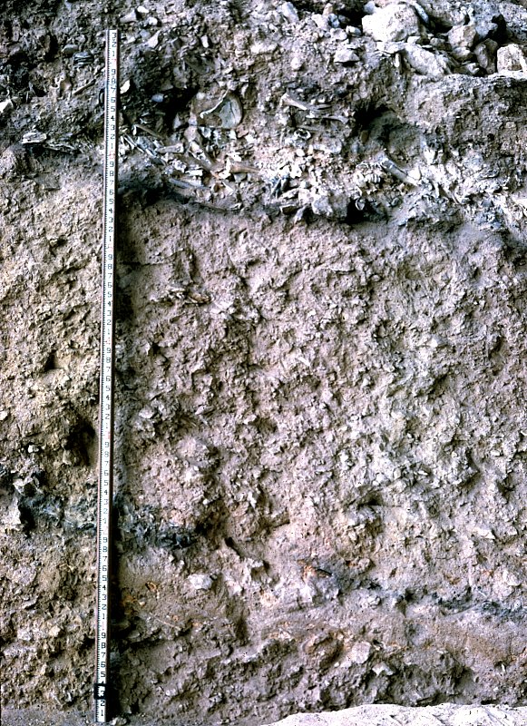 Excavation profile showing both burned bone layers, Bone Bed 3 at top and Bone Bed 2 near bottom. Photo By Dave Dibble.