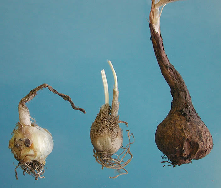 photo of a plant bulb