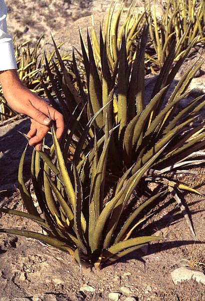 photo of narrow-leaved plants