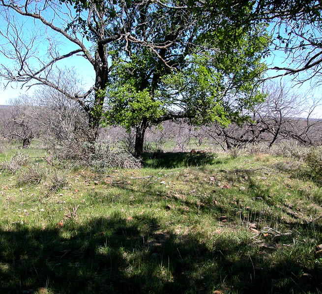 photo of Camp Bowie rock midden