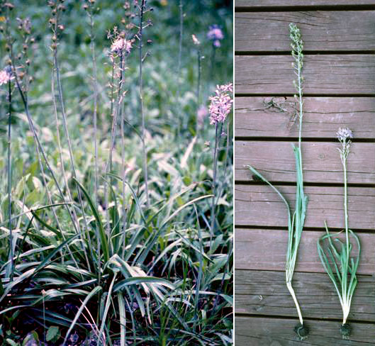 photo of camas plant and bulbs