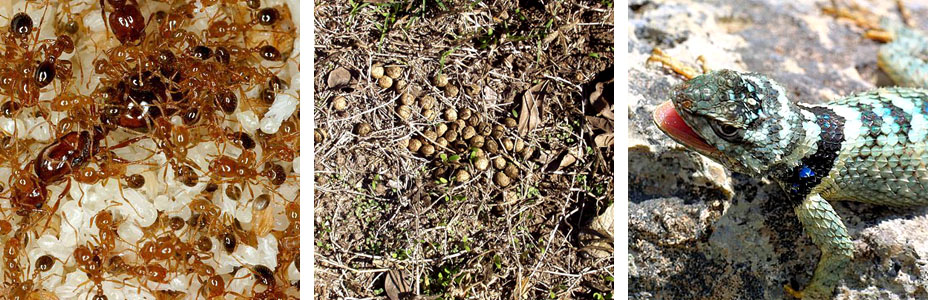 photo of ants, deer dung, and a lizard