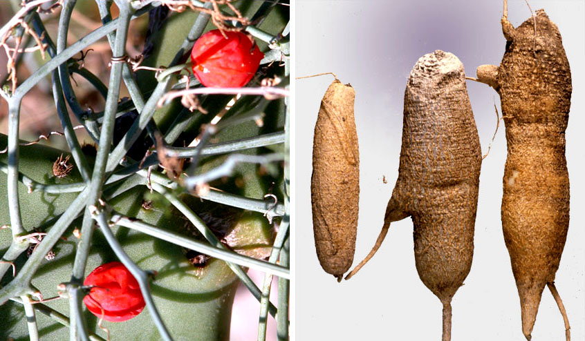 photos of globeberry fruit and bulbs