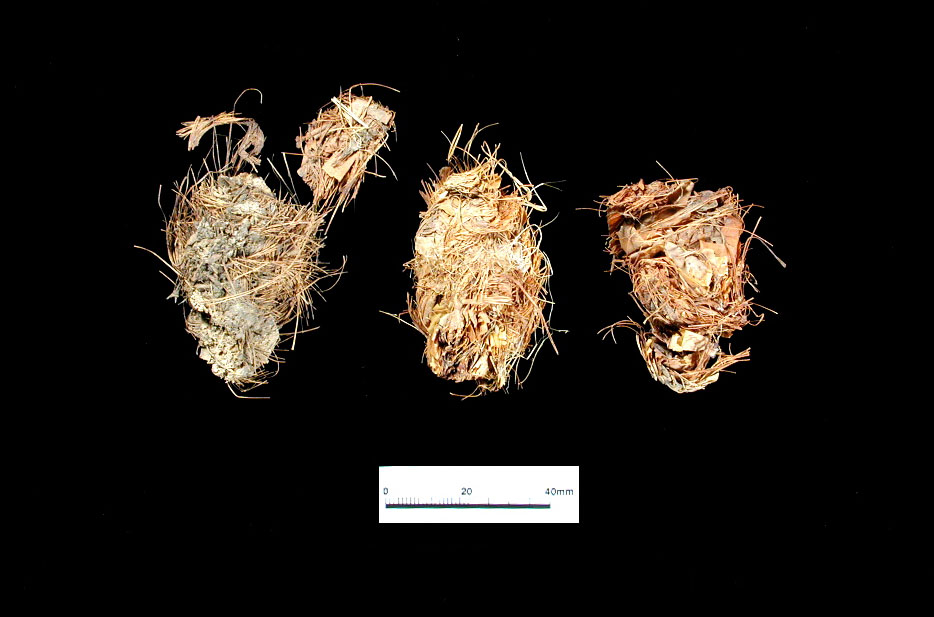 Quids, or chewed wads of sotol or agave, are commonly found in dry caves and shelters. They are the remains of a meal similar to artichoke leaves. After cooking, the leaf bases were scraped through the teeth to obtain the sugary flesh; the fibrous leaves were discarded.