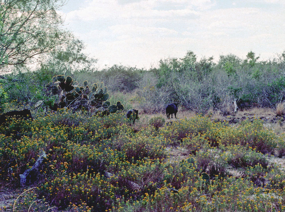 photo of javelinas