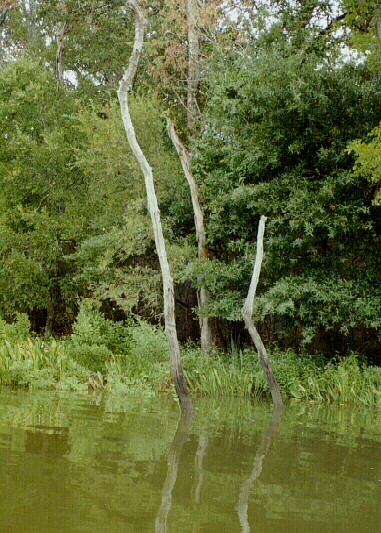 Sagittaria lancifolia