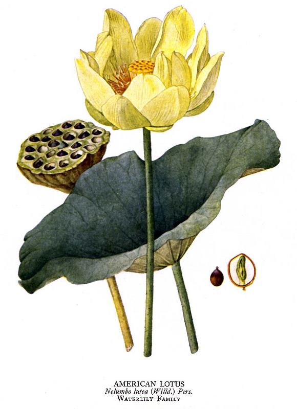 American lotus