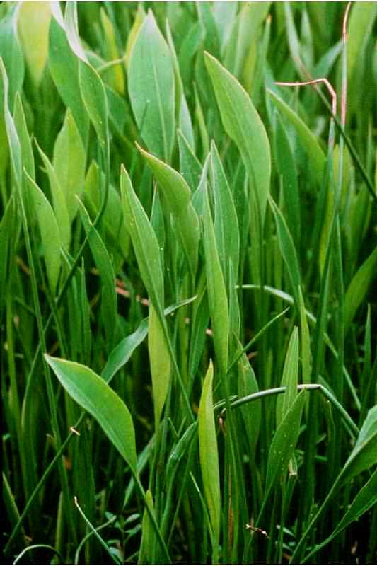 Sagittaria lancifolia