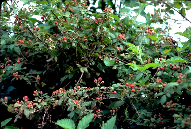 Tangles of berry vines