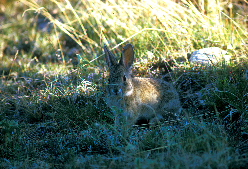 Rabbits were an easily procured food and fur source