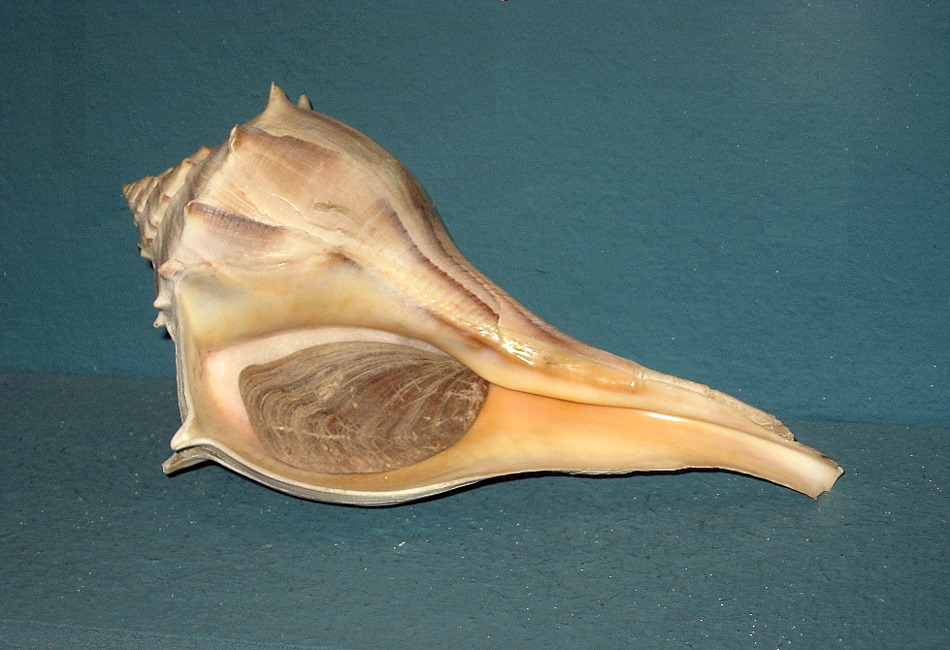 Gastropods preferred a higher level of salinity