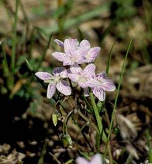 Closeup of Spring Beauty flower