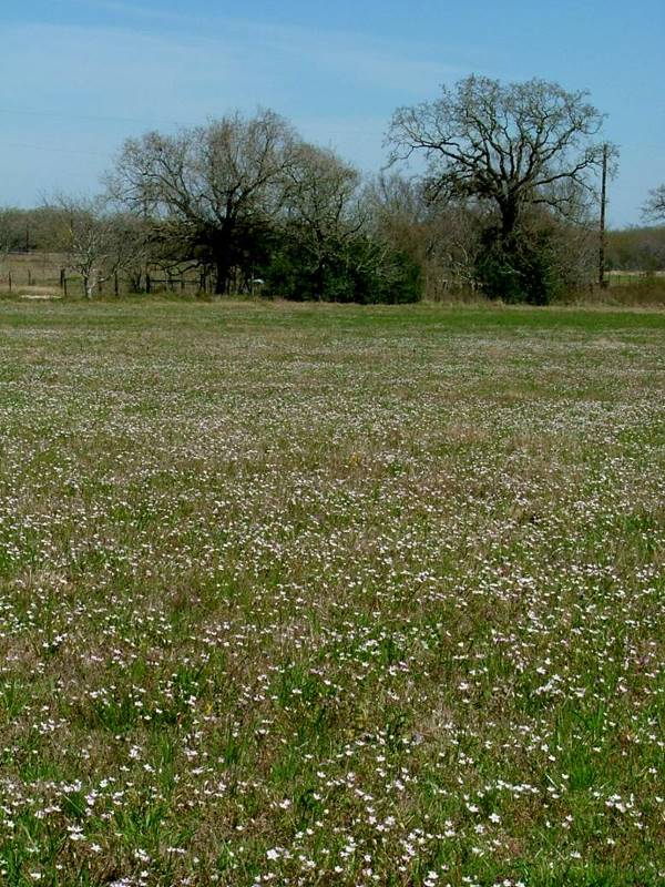 A field covered in spring beauty