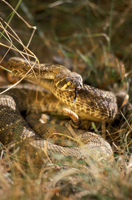 Snakes were hunted for food