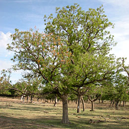 Soapberry