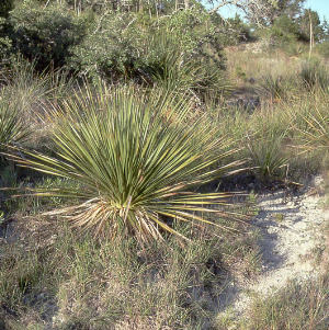 Photo of Sotol