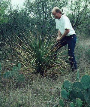 photo of archeologist and paleobotanist Phil Dering harvesting a mature sotol