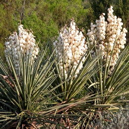 Yucca