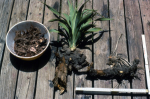 photo of yucca