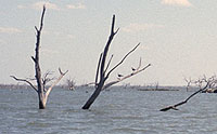 House in Lopeno, partially visible under waters of Falcon Reservoir, as viewed by archeologists surveying area as lake levels receded. Photo by Tom Hester.