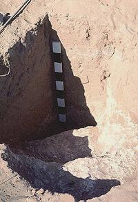 A borrow pit. This photo shows a stepped entry into a large pit that has only partially been exposed. This pit was excavated with digging sticks (stick marks were found in side walls) into and through the caliche layer. Caliche was used to plaster floors and walls of pueblo rooms and pithouses and as an additive to the adobe of walls.