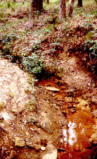 An artesian spring at Camp Ford furnished water that, according to one of the prisoners, was cool, crystalline, and impregnated with iron and sulphur, a combination thought to make it a good tonic. Although the spring is no longer there today, a small iron-colored stream runs in the same creek bed. Evidence of small reservoirs dug by the POW's along the creek was uncovered by Texas A&M archeologists. Photo by Steve Black