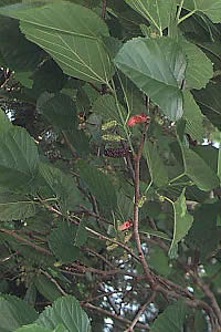 photo of mulberries