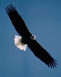 bald eagle