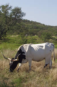 longhorn cattle