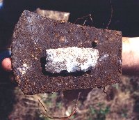 This iron axe and a 13,000 year-old Clovis perform were found within a few feet of one another at the bottom of the sinkhole. 