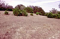 The vegetation in the rolling uplands of the Lampasas Cut Plain is dominated by oak and juniper, the latter has increased its density drastically since the cessation of range fires.