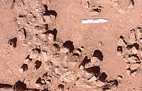 Cluster of stones believed to be wall supports at House 1, southeast wall, at the Graham-Applegate site. Photo by Chuck Hixson.