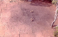 Burned rock midden at the site. Photo by Chuck Hixson.