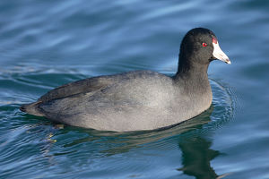 Image of A variety of waterfowl.