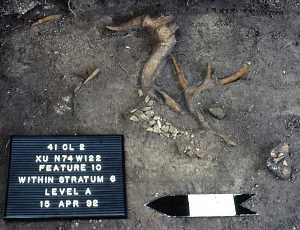 Image of Close-up view of several of clustered deer antlers.