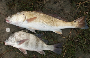 Image of Redfish.