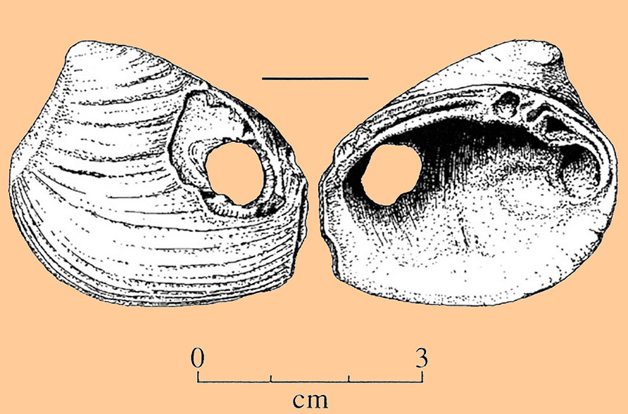 Image of Rangia shell.