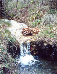 Clear water gushes through the hollows and creek beds in the limestone hills, fed by underground springs and periodic rains. 