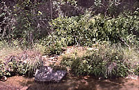 Strong springs sustain fern-lined pools and a small stream in the tree-lined hollow below the stone building. In the creek, investigators found cut limestone blocks which are thought to be the remains of a springhouse, where foods and dairy products could be kept cooled. Photo by Susan Dial.