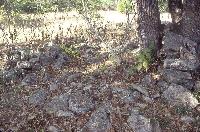 A large, caved-in, rock enclosure around these trees was puzzling to archeologists. Did it mark a grave? A seep spring? Former resident Fred Haas was tickled to tell us that it had been a pen for hogs while he and his family lived at the farm. Photo by Susan Dial.