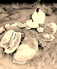 A cache of mussel shells